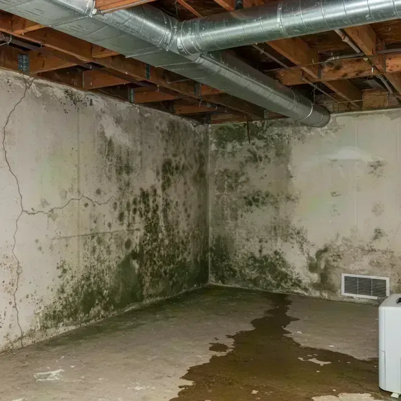 Professional Mold Removal in Fayette County, KY